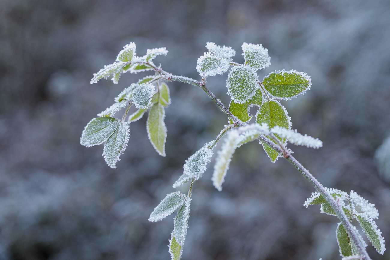 Rauhreif an den Blättern