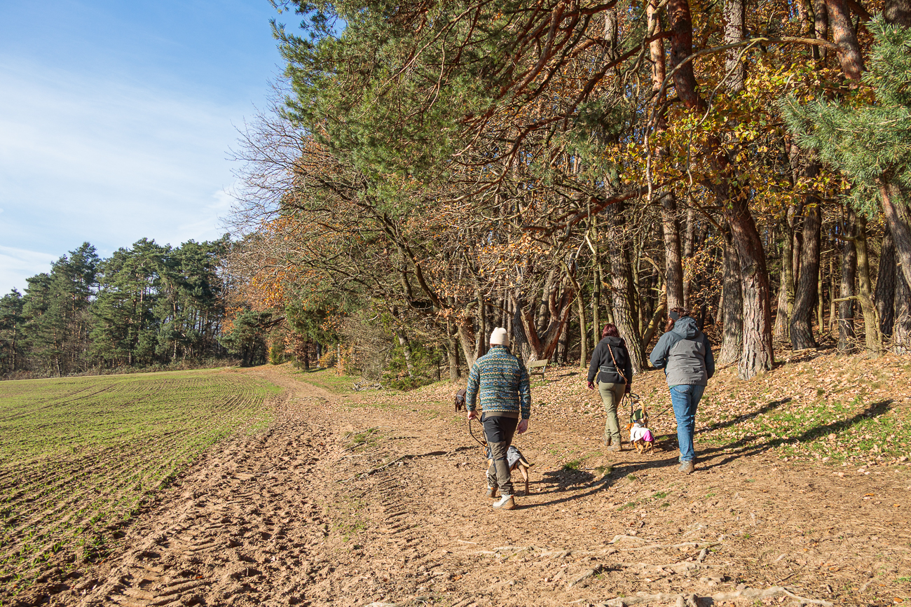 Am sonnigen Waldsaum