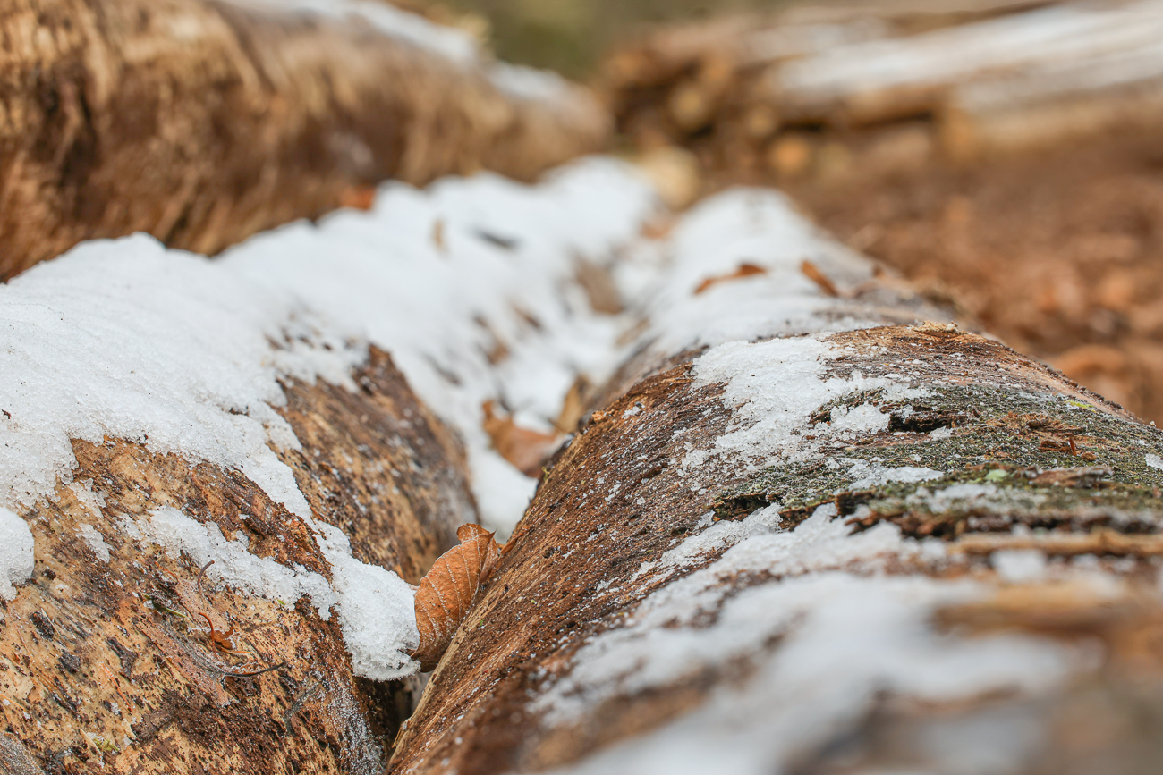 Schneereste auf Baumstämmen