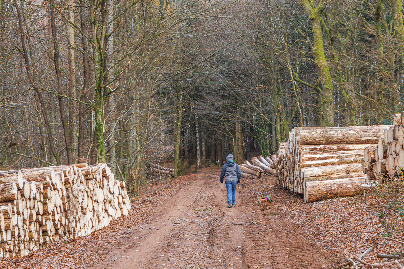 Viel Holz vor der Hütte ;-)