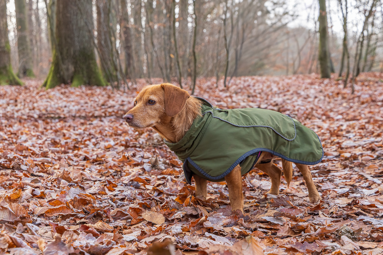 Frieda, ein "Basset fauve de Bretagne"