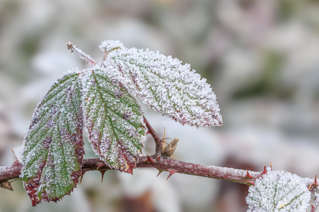 "Gezuckerte" Brombeerblätter