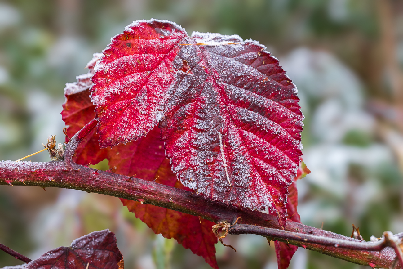 "Gezuckerte" Brombeerblätter