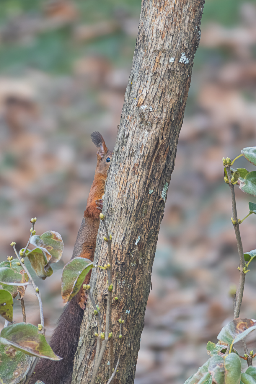 Kuckuck, wo bin ich?