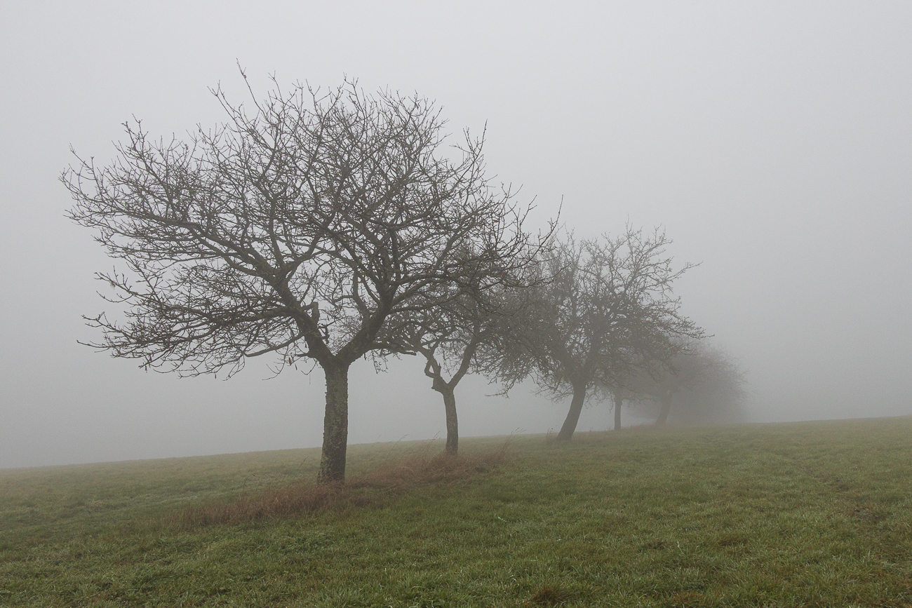 Nebel nahe der Stennweiler Kipp