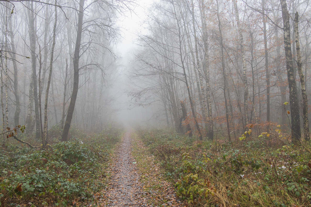 Nebel im Stennweiler Wald