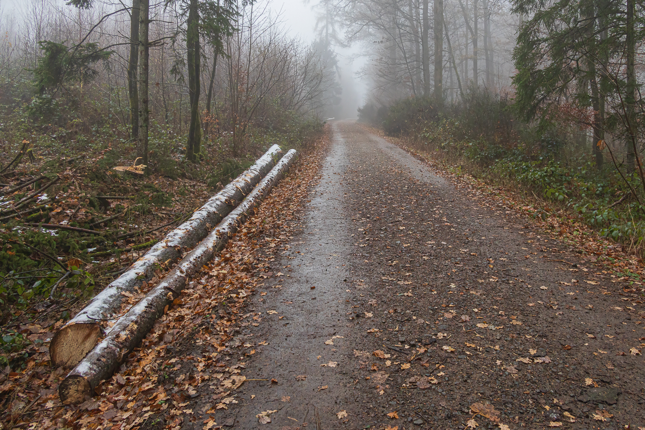 Nebel im Stennweiler Wald