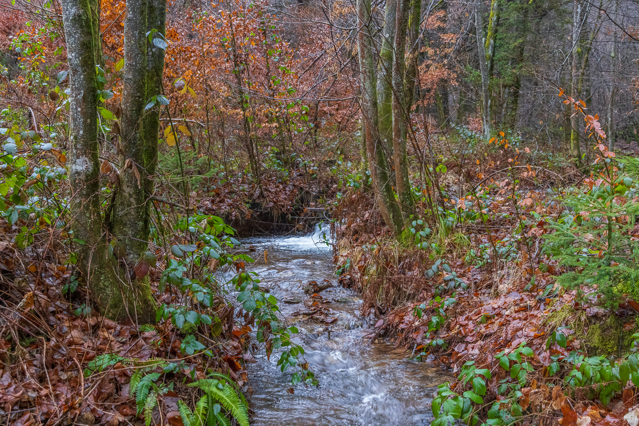 Am Schlittentaler Bach