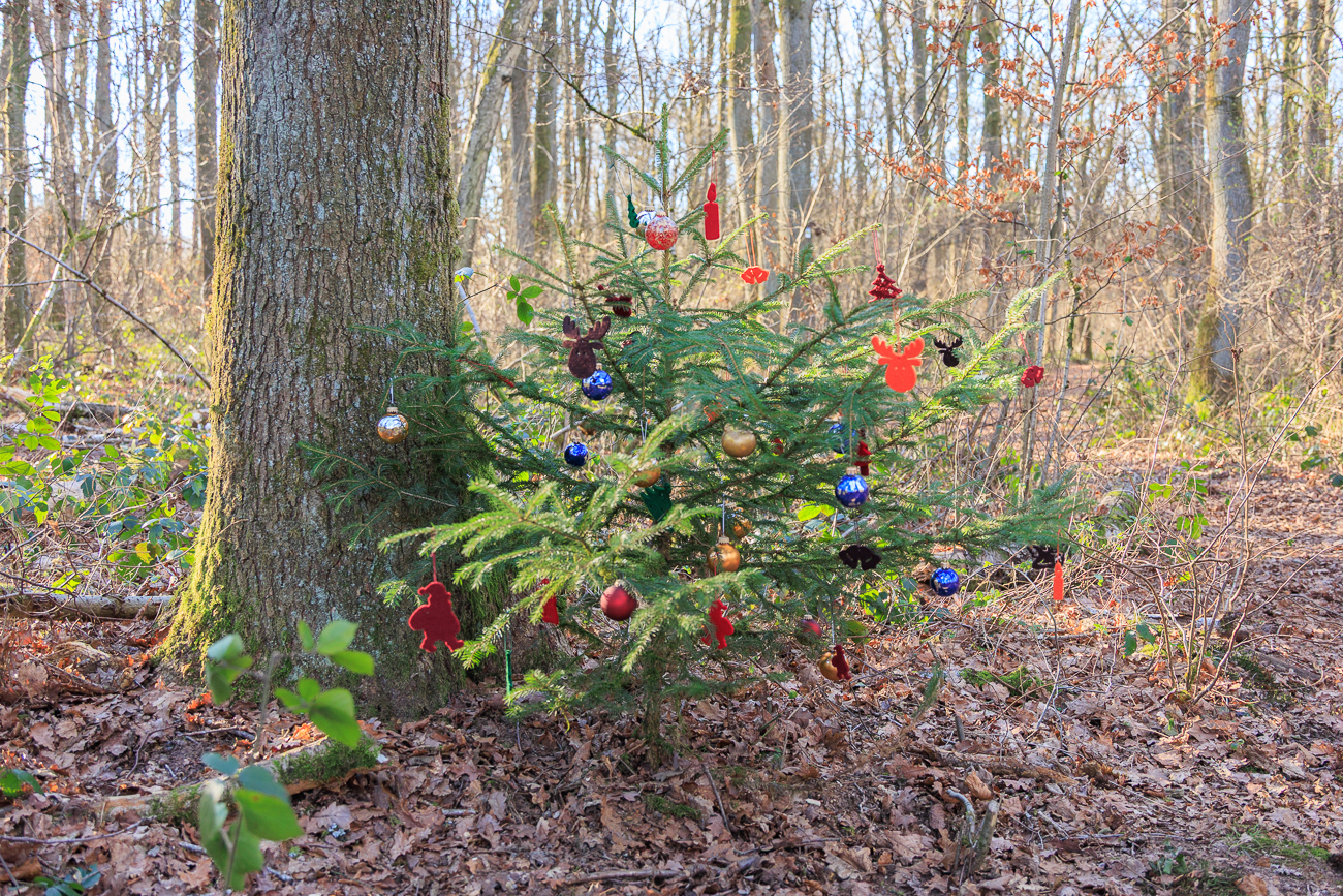 ... doch auch heute ist der Baum sch&ouml;n anzusehen