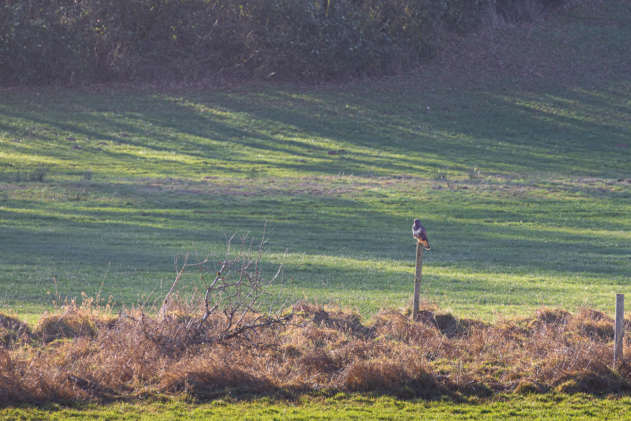 Der Bussard ist leider zu weit weg