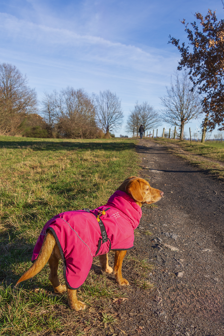 Lauf schnell, das Frauchen ist schon weit voraus ;-)