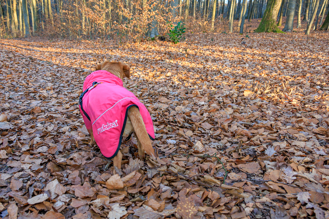 Frieda w&uuml;hlt im Laub