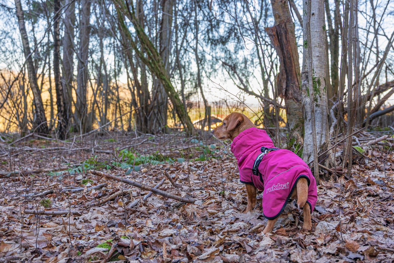 Wohin sind die M&auml;use verschwunden?