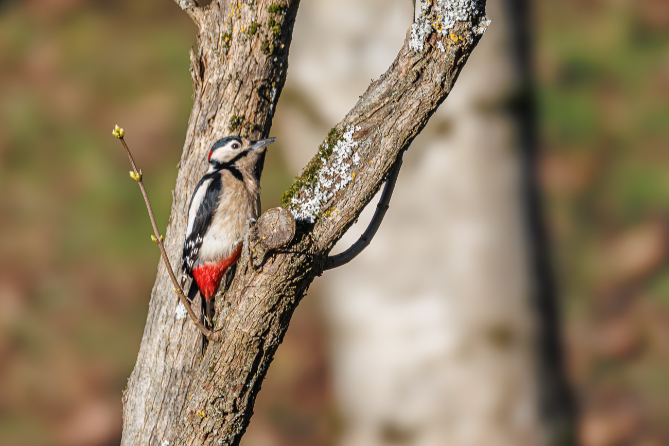 Buntspecht auf Futtersuche