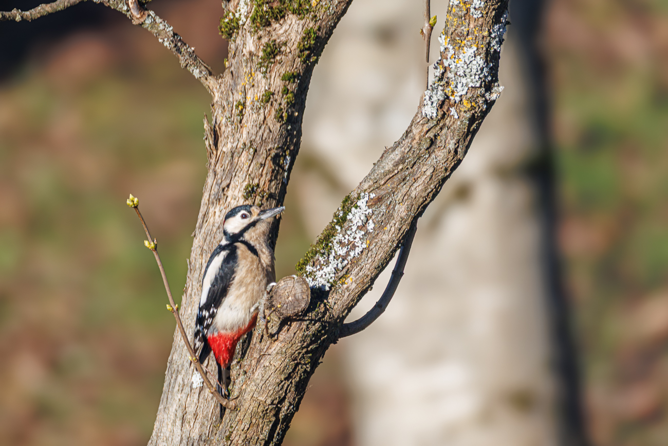 Das sieht doch nach einem Insekt aus