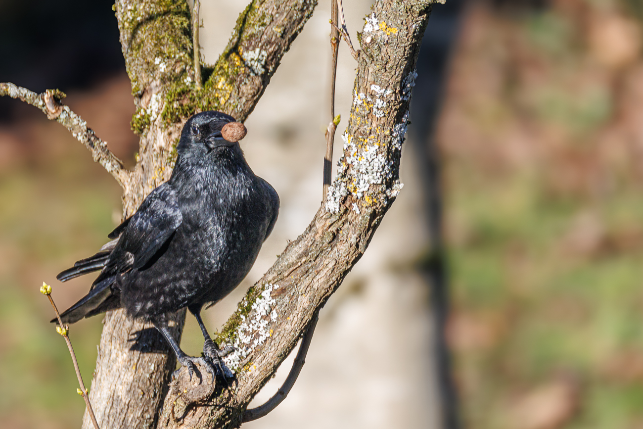 Eine Aaskr&auml;he vertreibt den Specht :-(