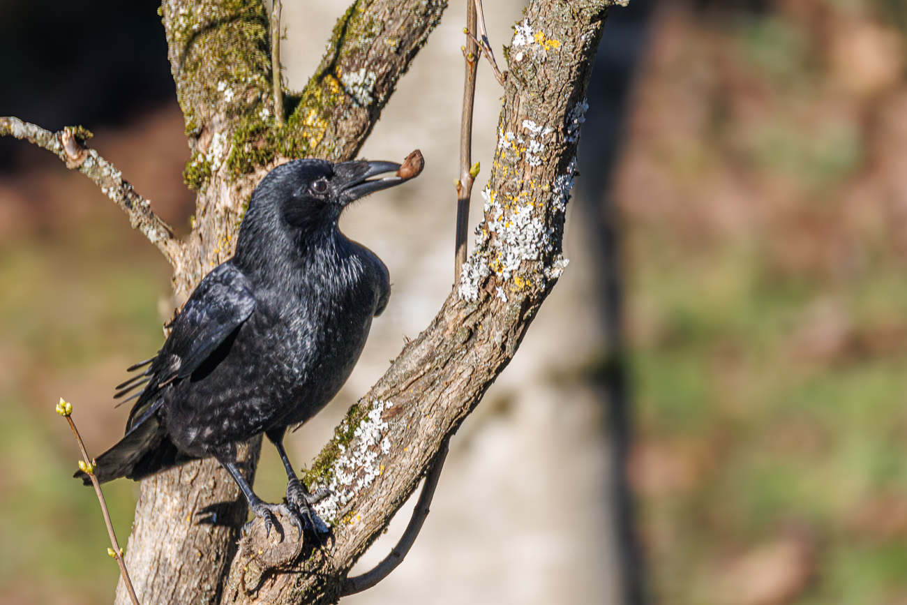 Aaskr&auml;he mit Walnussschale