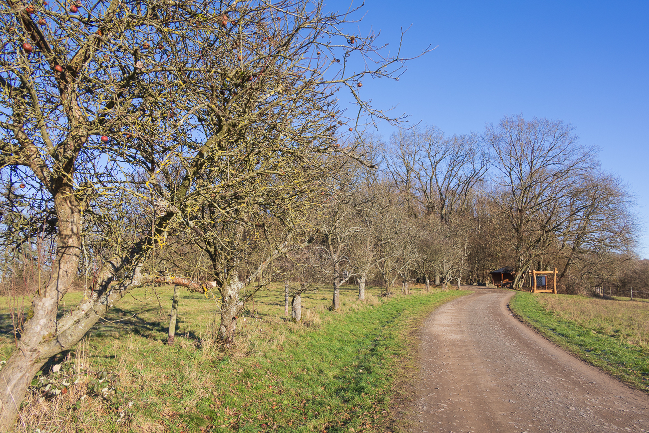 Obstb&auml;ume am Weg