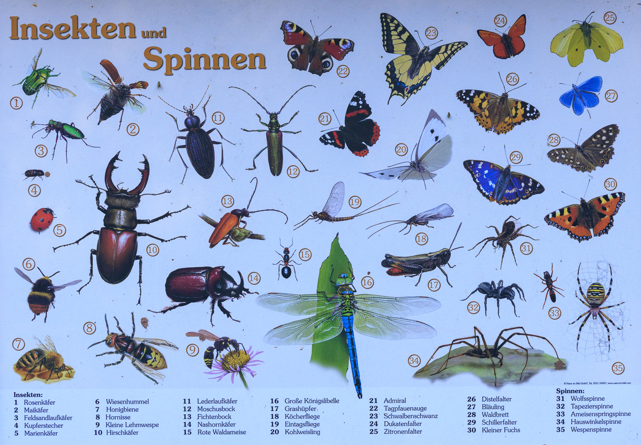 Das alles soll es hier geben