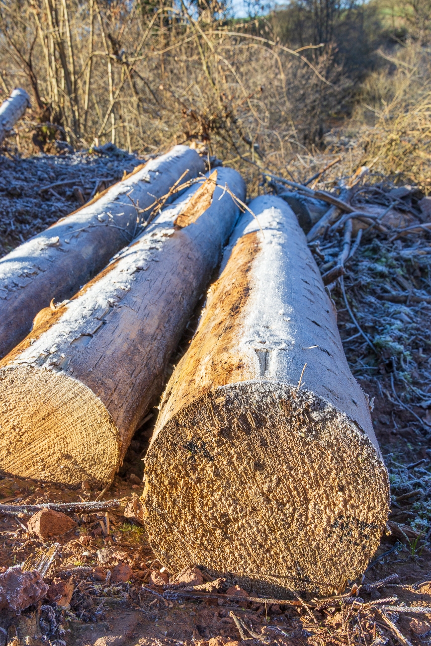 Raureif auf Baumst&auml;mmen