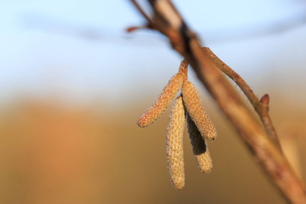 Hasel [Corylus avellana]