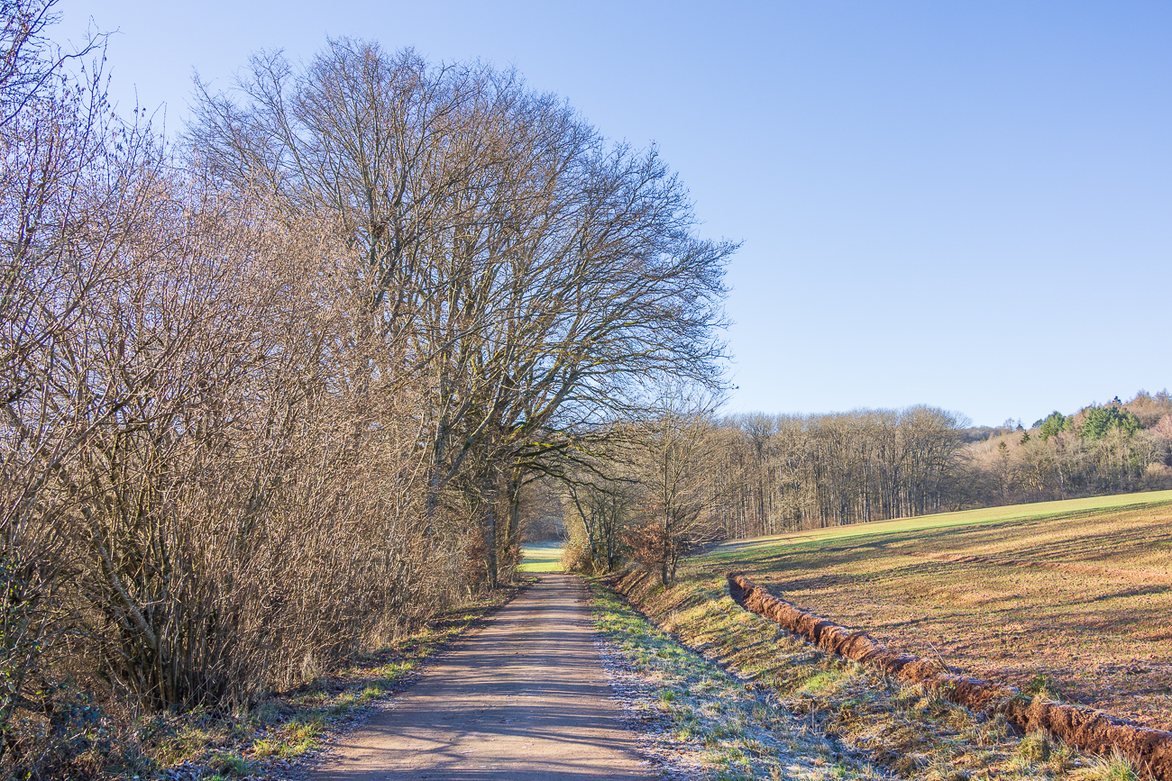 Halballee am Feldrand