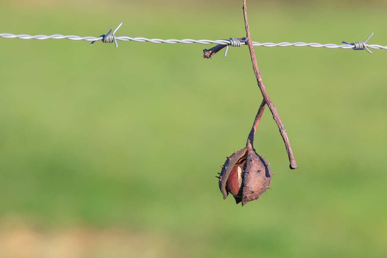 Wie kommt die Kastanie an den Zaun?