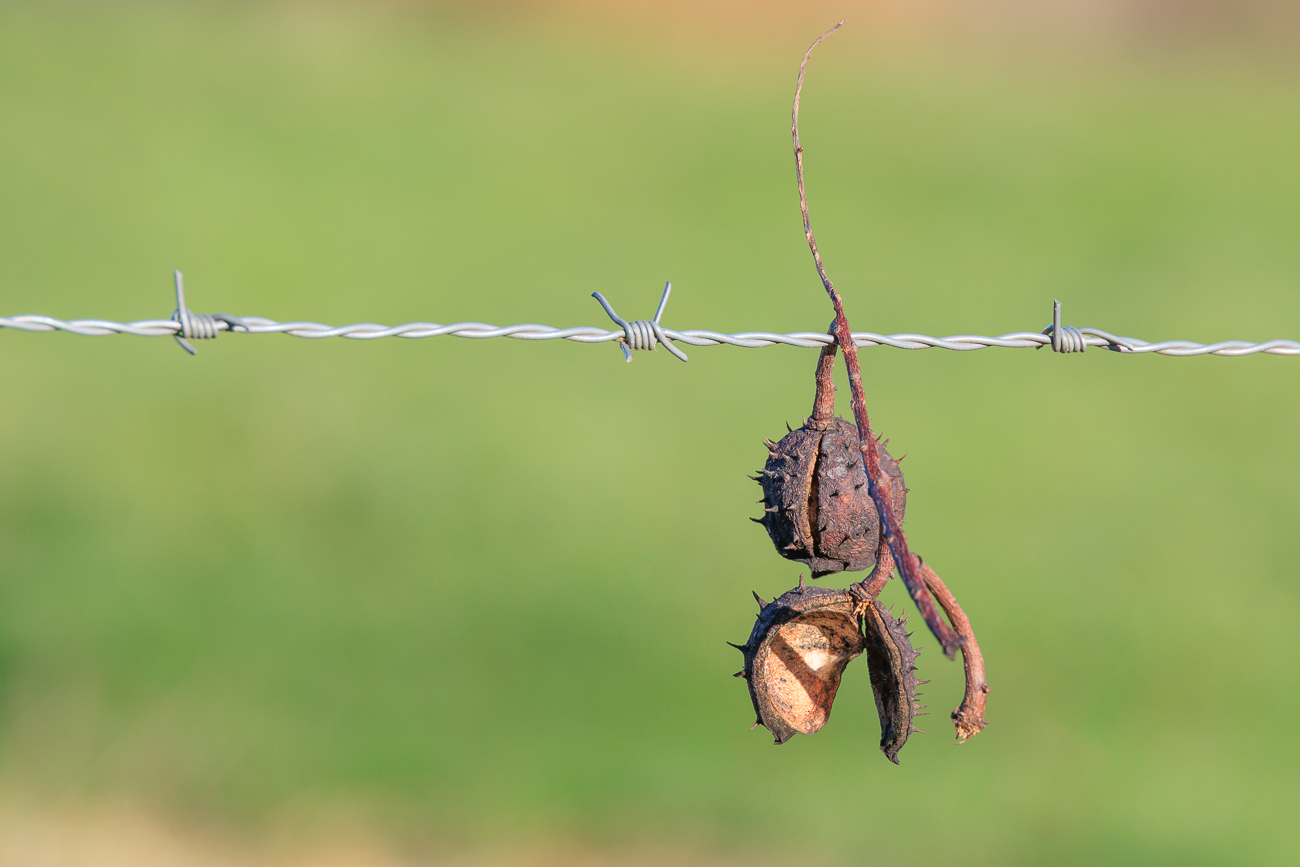 Wahrscheinlich vom Himmel gefallen ;-)