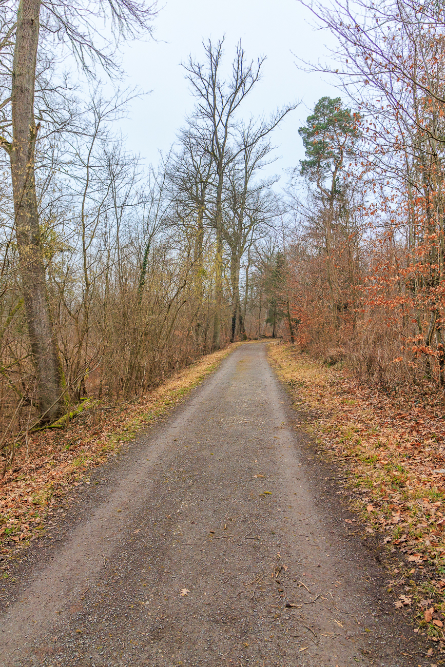 Waldweg durch die Rheinauen