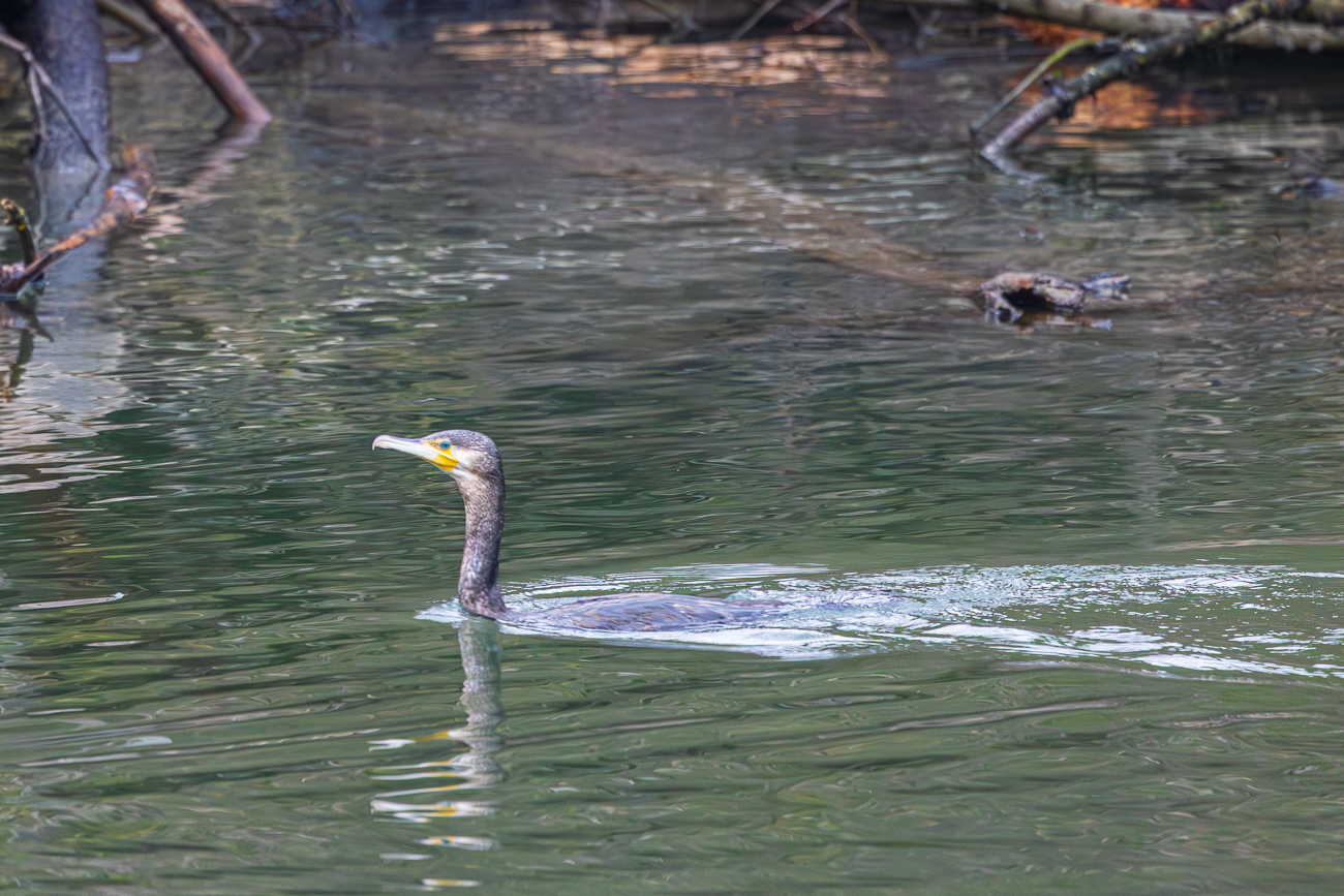 Kormoran [Phalacrocorax carbo]