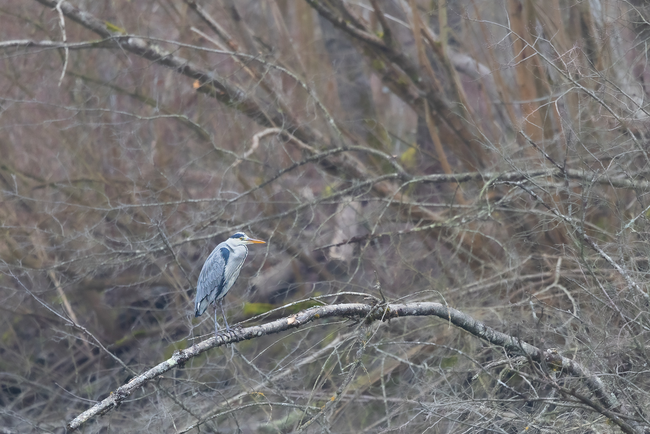 Graureiher [Ardea cinerea]