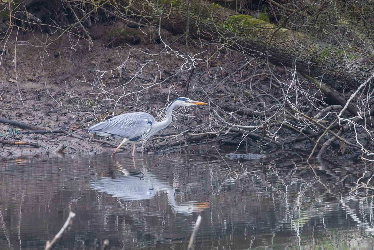 Graureiher [Ardea cinerea]