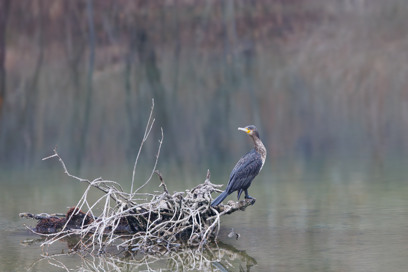 Kormoran [Phalacrocorax carbo]