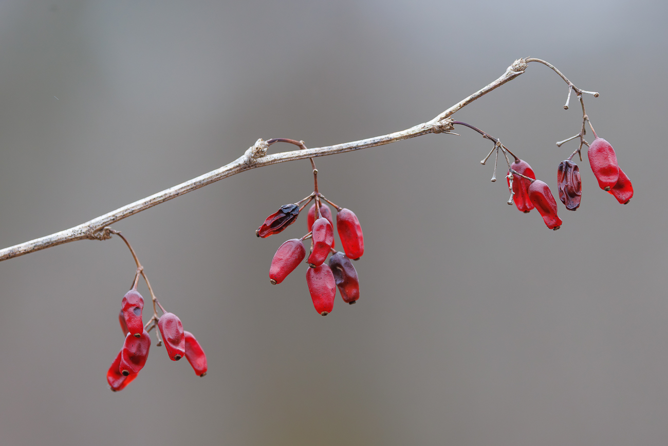 Berberitze [Berberis vulgaris]