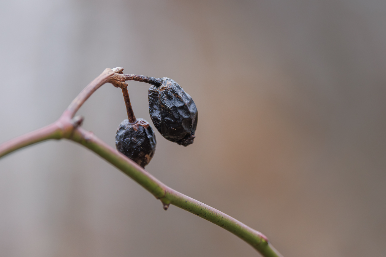 Vertrocknete Hagebutten