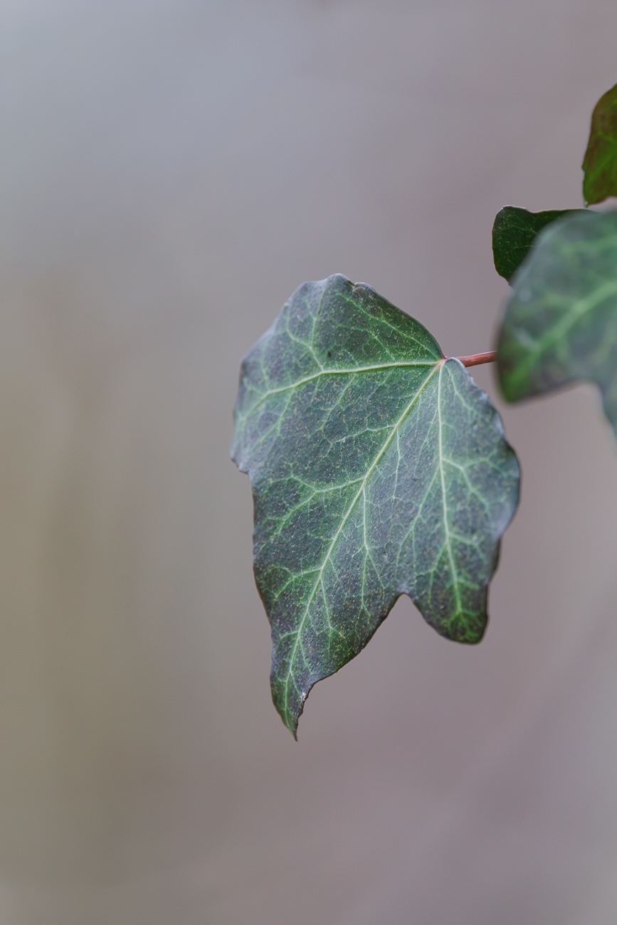Gemeiner Efeu [Hedera helix]