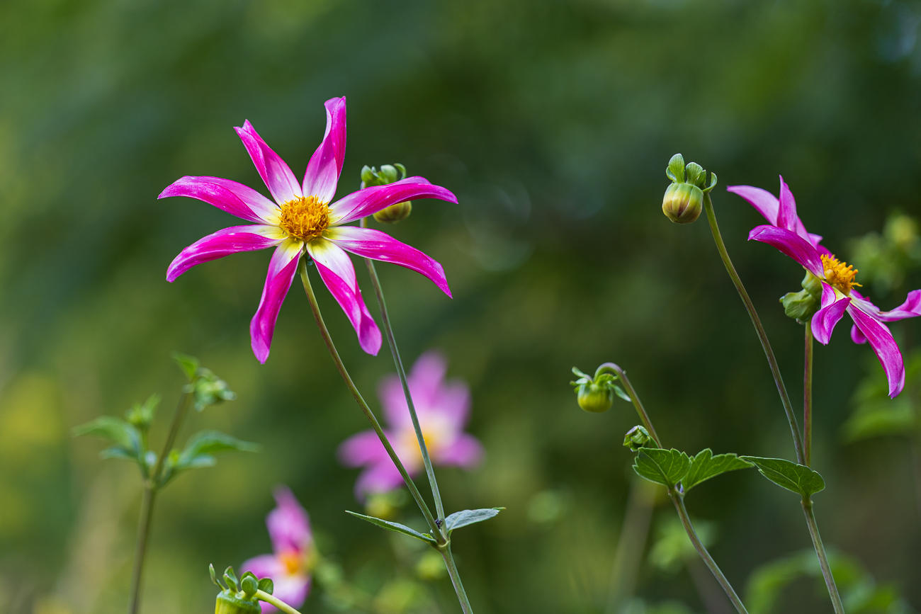 Sterndahlie [Dahlia tenuicaulis]