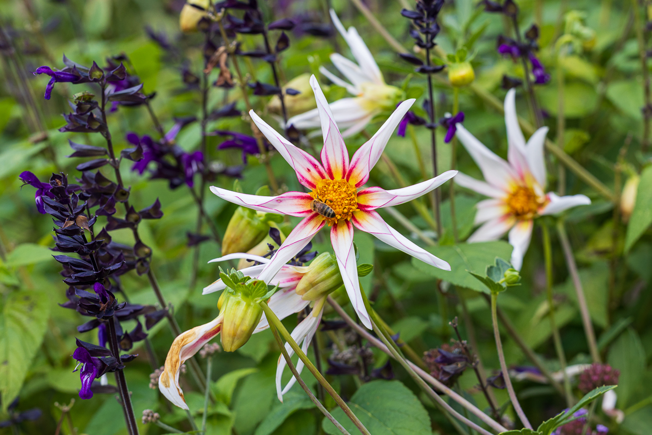Sterndahlie [Dahlia tenuicaulis]