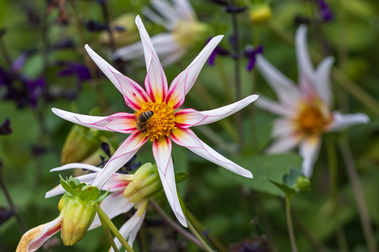 Sterndahlie [Dahlia tenuicaulis]