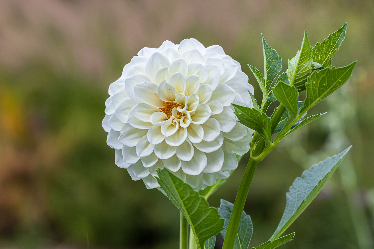 Dahlie [Dahlia pinnata]