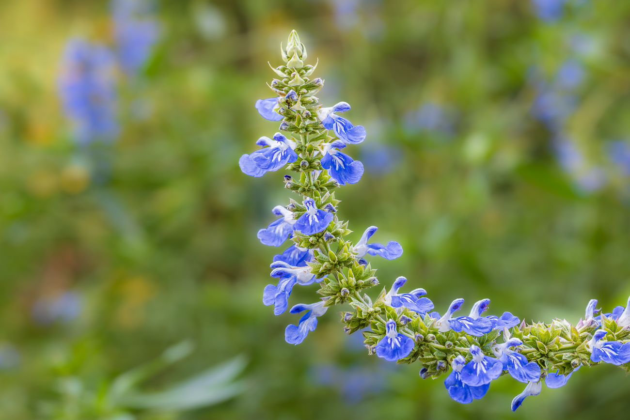 Sumpf Salbei [Salvia uliginosa]