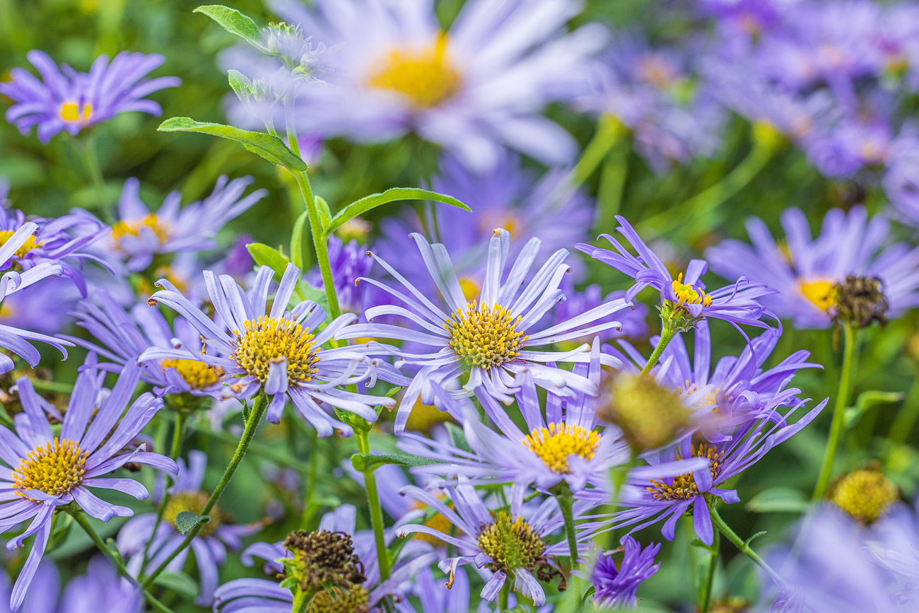 Berg Aster [Aster amellus]