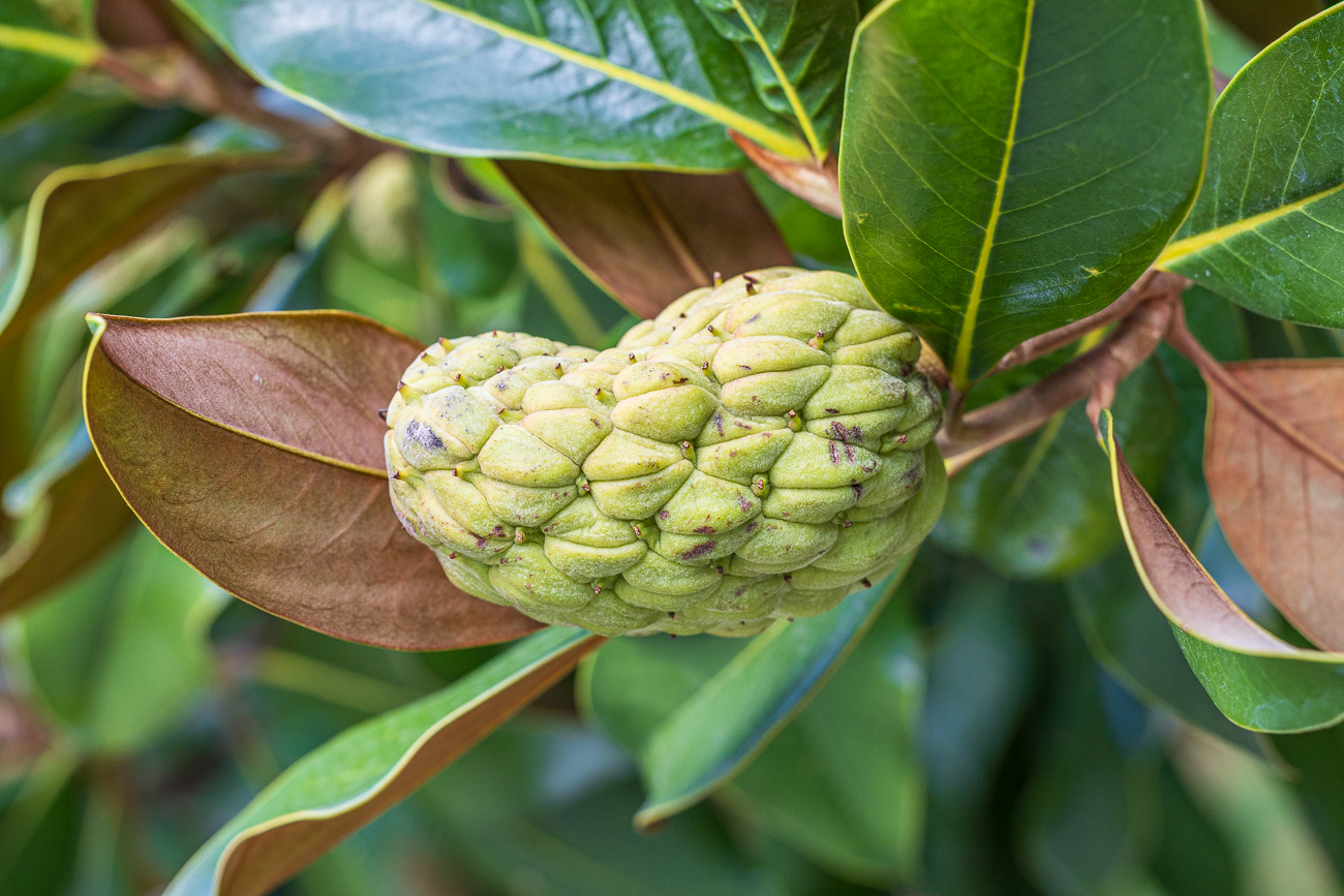 Immergr&uuml;ne Magnolie [Magnolia grandiflora]