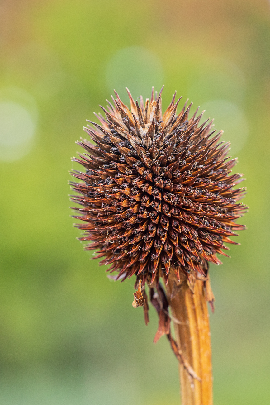 Vermutlich ein Dreilappen Sonnenhut [Rudbeckia triloba]