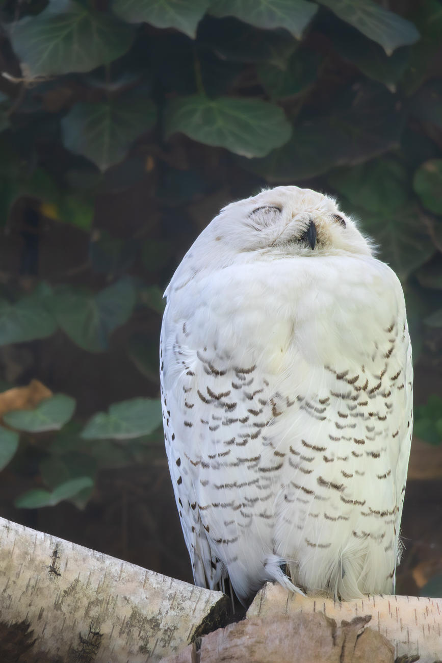 Schneeeule [Bubo scandiacus] durch ein Gitter fotografiert