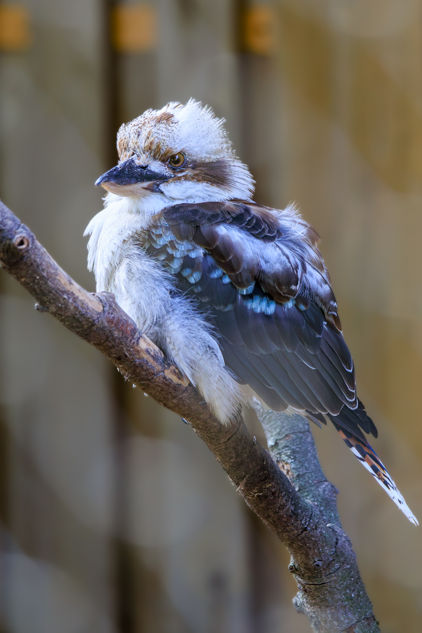 J&auml;gerliest [Dacelo novaeguineae], besser bekannt unter dem Namen "Lachender Hans"