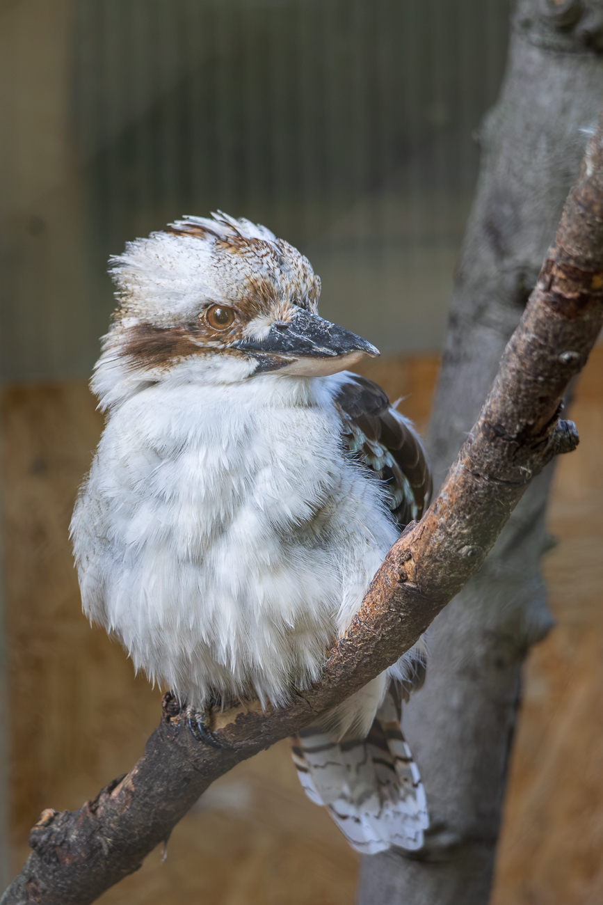 Er gehört zur Gruppe der Eisvögel