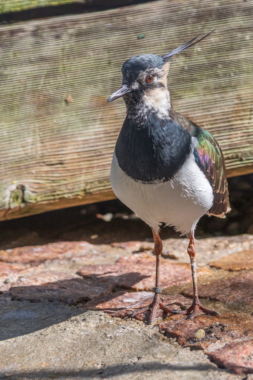 Kibitz [Vanellus vanellus]