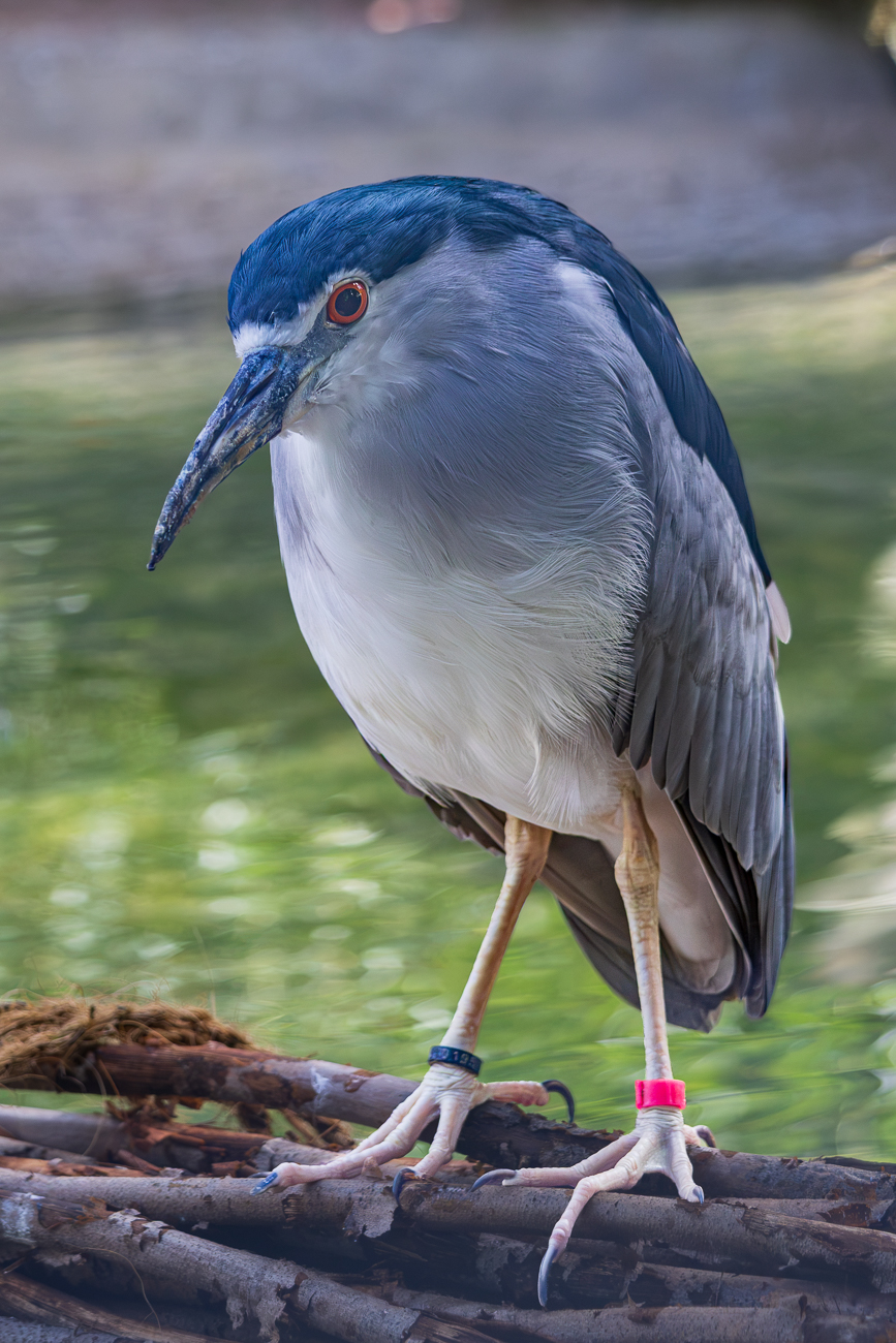 Nachtreiher [Nycticorax nycticoraxs]