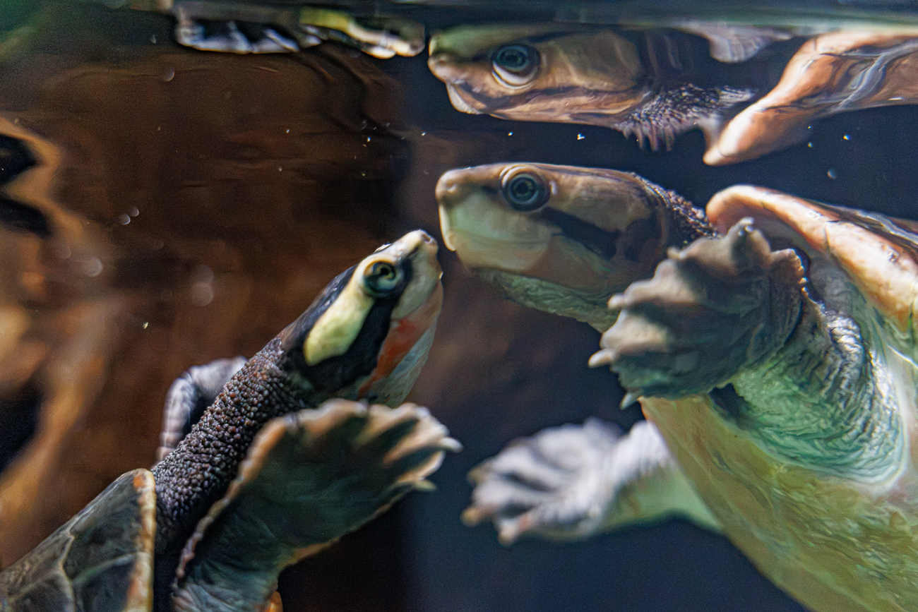 Verliebte Wasserschildkröten ;-) leider unscharf